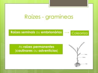 Raízes - gramíneas
Raízes seminais ou embrionárias
As raízes permanentes
(caulinares ou adventícias)
Coleorriza
 