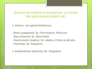 Quanto ao habitat e arquitetura, os caules
das gramíneas podem ser:
 Aéreos - em geral herbáceos.
- Ereto (cespitoso). Ex.: Pennisetum. Panicum
- Decumbente. Ex.: Brachiaria.
- Geniculado (Joelho). Ex.: Melinis, Chloris e Setaria.
- Prostrado. Ex. Paspalum
 Subterrâneos (rizomas). Ex.: Paspalum
 