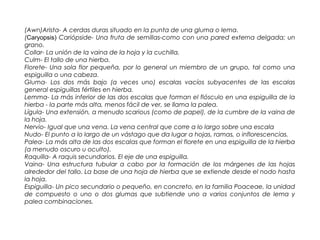(Awn)Arista- A cerdas duras situado en la punta de una gluma o lema.
(Caryopsis) Cariópside- Una fruta de semillas-como con una pared externa delgada; un
grano.
Collar- La unión de la vaina de la hoja y la cuchilla.
Culm- El tallo de una hierba.
Florete- Una sola flor pequeña, por lo general un miembro de un grupo, tal como una
espiguilla o una cabeza.
Gluma- Los dos más bajo (a veces uno) escalas vacíos subyacentes de las escalas
general espiguillas fértiles en hierba.
Lemma- La más inferior de las dos escalas que forman el flósculo en una espiguilla de la
hierba - la parte más alta, menos fácil de ver, se llama la palea.
Lígula- Una extensión, a menudo scarious (como de papel), de la cumbre de la vaina de
la hoja.
Nervio- Igual que una vena. La vena central que corre a lo largo sobre una escala
Nudo- El punto a lo largo de un vástago que da lugar a hojas, ramas, o inflorescencias.
Palea- La más alta de las dos escalas que forman el florete en una espiguilla de la hierba
(a menudo oscuro u oculto).
Raquilla- A raquis secundarios. El eje de una espiguilla.
Vaina- Una estructura tubular a cabo por la formación de los márgenes de las hojas
alrededor del tallo. La base de una hoja de hierba que se extiende desde el nodo hasta
la hoja.
Espiguilla- Un pico secundario o pequeño, en concreto, en la familia Poaceae, la unidad
de compuesto o uno o dos glumas que subtiende uno a varios conjuntos de lema y
palea combinaciones.
 
