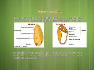FRUTO SEMILLA
 