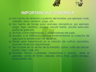 a) Son fuente de alimento y sustento del hombre, por ejemplo: maíz,
cebada, arroz, centeno, sorgo, etc.
b) Son fuente de forraje para animales domésticos, por ejemplo:
sorgo, trigo, centeno, panizos, zacate bahía, zacate bermuda,
patas de gallo etc.
c) Actúan como mejoradores y conservadores del suelo.
d) Ayudan a la infiltración vertical incrementando la cosecha de
agua por la penetración de las raíces.
e) Tienen gran importancia en la rotación de cultivos asociados,
muchas veces con leguminosas.
f) Son la base en un sector de la industria, como: caña de azúcar,
avena, trigo, maíz, etc.
g) También tienen cualidades medicinales y toxicas para el
ganado, como: té limón, cebada, arroz, maíz, pasto amargo,
pasto bahía, etc.
 