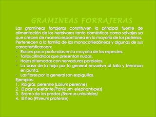 GRAMINEAS FORRAJERAS
 