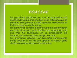 POACEAE
Las gramíneas (poáceas) es una de las familias más
grandes de las plantas con flor, se ha estimado que se
presenta 600 géneros y 7,500 especies, distribuidas en
todas las regiones del mundo.
Las gramíneas ocupan el primer lugar en diseminación
en todo el mundo, es la familia más adaptada y la
que más ha contribuido en la alimentación del
hombre, así vemos el arroz, el trigo y el maíz.
Las gramíneas forrajeras son llamadas comúnmente
como zacates y son las que aportan la mayor parte
del forraje producido para los animales.
 