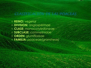 CLASIFICACIÓN DE LAS POACEAS
o REINO: vegetal
o DIVISION: angiospermae
o CLASE: monocotyledoneae
o SUBCLASE: commelinidae
o ORDEN: glumifloreae
o FAMILIA: poaceae(gramíneas)
 