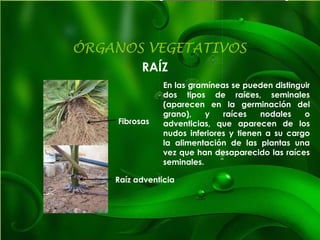 ÓRGANOS VEGETATIVOS
RAÍZ
Fibrosas
Raíz adventicia
En las gramíneas se pueden distinguir
dos tipos de raíces, seminales
(aparecen en la germinación del
grano), y raíces nodales o
adventicias, que aparecen de los
nudos inferiores y tienen a su cargo
la alimentación de las plantas una
vez que han desaparecido las raíces
seminales.
 