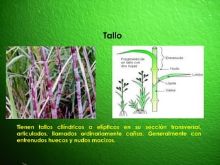 Tallo
Tienen tallos cilíndricos a elípticos en su sección transversal,
articulados, llamados ordinariamente cañas. Generalmente con
entrenudos huecos y nudos macizos.
 