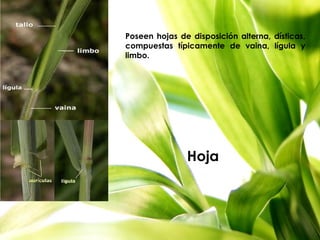Hoja
Poseen hojas de disposición alterna, dísticas,
compuestas típicamente de vaina, lígula y
limbo.
 