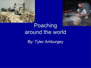 Poaching
around the world
 By: Tyler Amburgey
 