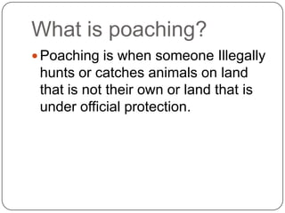 What is poaching?
 Poaching is when someone Illegally
 hunts or catches animals on land
 that is not their own or land that is
 under official protection.
 