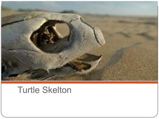 Turtle Skelton
 