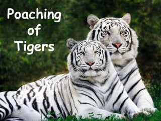 Poaching
of
Tigers
 