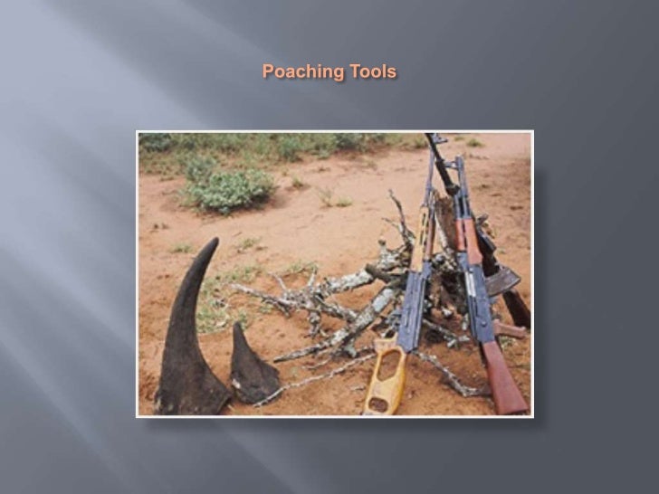 Poaching/hunting