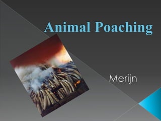 AnimalPoaching Merijn 
