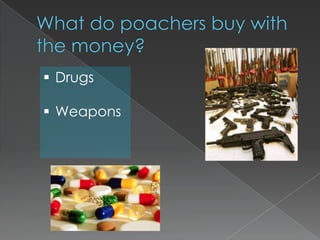 BushMeatPoachersMasked poachers