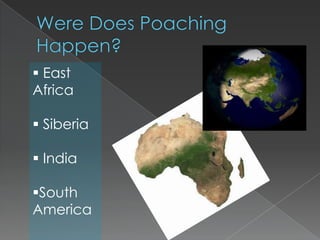 WeaponsWhat do poachers buy with the money? Drugs