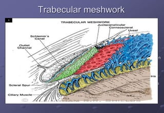 Trabecular meshwork
3 parts:
1. Uveal
 Contains large and circular cordlike trabeculae
 Diameter of pores-70pm in diameter
2. Corneoscleral
 Series of thin, flat, perforated connective tissue sheets arranged in
a laminar pattern
 Pores-35pm in diameter (moderate resistance
3. Juxtacanalicular
 Pericanalicular connective tissue-a multilayered collection of cells
forming a loose network-
 Pores -7pm in diameter (highest resistance to flow)
 