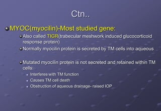 Ctn..
MYOC(myocilin)-Most studied gene:
Also called TIGR(trabecular meshwork induced glucocorticoid
response protein)
Normally myocilin protein is secreted by TM cells into aqueous
Mutated myocilin protein is not secreted and retained within TM
cells:
 Interferes with TM function
 Causes TM cell death
 Obstruction of aqueous drainage- raised IOP
 
