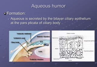 Aqueous humor
Formation:
 Aqueous is secreted by the bilayer ciliary epithelium
at the pars plicata of ciliary body
 