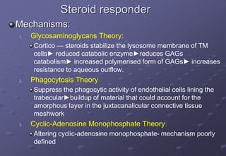 Steroid responder
Mechanisms:
1. Glycosaminoglycans Theory:
Cortico — steroids stabilize the lysosome membrane of TM
cells► reduced catabolic enzyme►reduces GAGs
catabolism► increased polymerised form of GAGs► increases
resistance to aqueous outflow.
2. Phagocytosis Theory:
Suppress the phagocytic activity of endothelial cells lining the
trabecular►buildup of material that could account for the
amorphous layer in the juxtacanalicular connective tissue
meshwork
3. Cyclic-Adenosine Monophosphate Theory:
Altering cyclic-adenosine monophosphate- mechanism poorly
defined
 