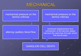 MECHANICAL
mechanical pressure on the
lamina cribrosa
mechanical pressure on the
lamina cribrosa
altering capillary blood flow
backward displacement and
compaction of the laminar plates
narrows the openings through which
the axons pass
GANGLION CELL DEATH
 