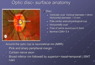 Optic disc- surface anatomy
Around the optic cup is neuroretinal rim (NRR):
• Pink and sharp peripheral margin
• Contain nerve axon
• Broad inferior rim followed by superior> nasal>temporal ( ISNT
rule)
Disc:
 Vertically oval Vertical diameter-1.8mm
Horizontal diameter- 1.5 mm
 Pale center area-physiological cup
 Horizontally oval
 Free of nerve axon(cup)-0.3mm
 Normal CDR= 0.4
Inferior
superior
Nasal temporal
 