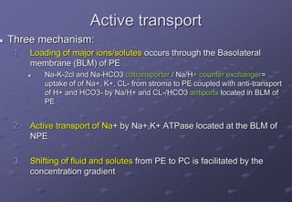 Active transport
 Three mechanism:
1. Loading of major ions/solutes occurs through the Basolateral
membrane (BLM) of PE
 Na-K-2cl and Na-HCO3 cotransporter / Na/H+ counter exchanger=
uptake of of Na+, K+, CL- from stroma to PE coupled with anti-transport
of H+ and HCO3- by Na/H+ and CL-/HCO3 antiports located in BLM of
PE
2. Active transport of Na+ by Na+,K+ ATPase located at the BLM of
NPE
3. Shifting of fluid and solutes from PE to PC is facilitated by the
concentration gradient
 