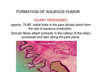 FORMATION OF AQUEOUS HUMOR
CILIARY PROCESSES
-approx. 70-80 radial folds in the pars plicata which form
the site of aqueous production.
-Zonular fibers attach primarily in the valleys of the ciliary
processes and also along the pars plana
 