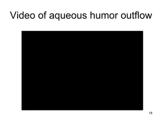 Video of aqueous humor outflow
18
 