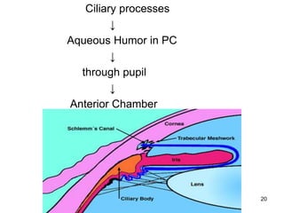 Ciliary processes
↓
Aqueous Humor in PC
↓
through pupil
↓
Anterior Chamber
20
 