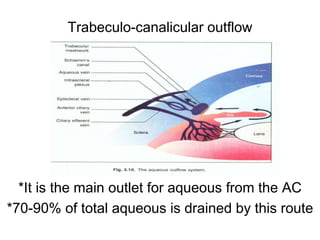 Trabeculo-canalicular outflow
*It is the main outlet for aqueous from the AC
*70-90% of total aqueous is drained by this route
 