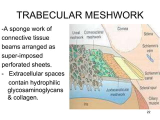 TRABECULAR MESHWORK
-A sponge work of
connective tissue
beams arranged as
super-imposed
perforated sheets.
- Extracellular spaces
contain hydrophilic
glycosaminoglycans
& collagen.
22
 