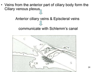 • Veins from the anterior part of ciliary body form the
Ciliary venous plexus
Anterior ciliary veins & Episcleral veins
communicate with Schlemm’s canal
24
 