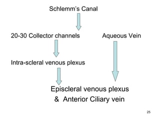 Schlemm’s Canal
20-30 Collector channels Aqueous Vein
Intra-scleral venous plexus
Episcleral venous plexus
& Anterior Ciliary vein
25
 