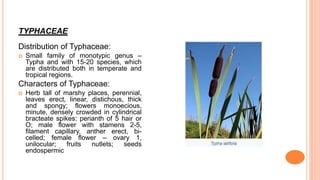 TYPHACEAE
Distribution of Typhaceae:
 Small family of monotypic genus –
Typha and with 15-20 species, which
are distributed both in temperate and
tropical regions.
Characters of Typhaceae:
 Herb tall of marshy places, perennial,
leaves erect, linear, distichous, thick
and spongy; flowers monoecious,
minute, densely crowded in cylindrical
bracteate spikes; perianth of 5 hair or
O; male flower with stamens 2-5,
filament capillary, anther erect, bi-
celled; female flower – ovary 1,
unilocular; fruits nutlets; seeds
endospermic
 