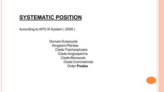 SYSTEMATIC POSITION
According to APG III System ( 2009 )
Domain:Eukaryota
Kingdom:Plantae
Clade:Tracheophytes
Clade:Angiosperms
Clade:Monocots
Clade:Commelinids
Order:Poales
 