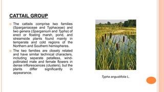 CATTAIL GROUP
 The cattails comprise two families
(Sparganiaceae and Typhaceae) and
two genera (Sparganium and Typha) of
erect or floating marsh, pond, and
streamside plants found mainly in
temperate and cold regions of the
Northern and Southern hemispheres.
 The two families are closely related
and have similar technical characters,
including separate petalless, wind-
pollinated male and female flowers in
dense inflorescences (clusters), but the
plants differ significantly in
appearance.
Typha angustifolia L.
 