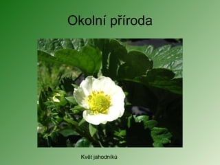 Okolní příroda Květ Ჹǻíů 