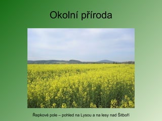 Okolní příroda Řepkové pole – pohled na Lysou a na lesy nad Šitboří 