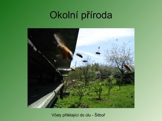 Okolní příroda Včely přilétající do úlu - Šitboř 