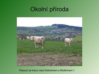 Okolní příroda Pasoucí se krávy mezi Drahotínem a Mutěnínem 1 