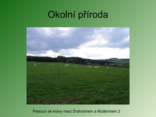 Okolní příroda Pasoucí se krávy mezi Drahotínem a Mutěnínem 2 