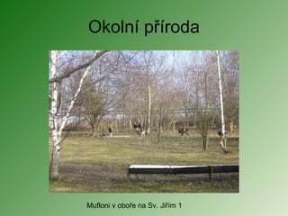 Okolní příroda Mufloni v oboře na Sv. Jiřím 1 