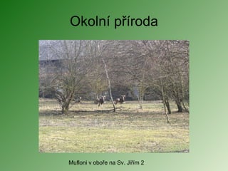 Okolní příroda Mufloni v oboře na Sv. Jiřím 2 