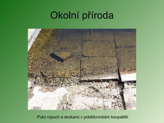 Okolní příroda Pulci ropuch a skokanů v poběžovickém koupališti 