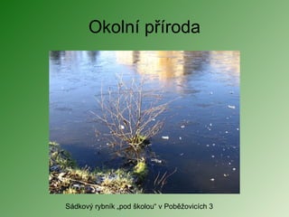 Okolní příroda Sádkový rybník „pod školou“ v Poběžovicích 3 