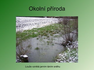 Okolní příroda Louže vzniklá jarním táním sněhu 