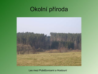 Okolní příroda Les mezi Poběžovicemi a Hostouní 