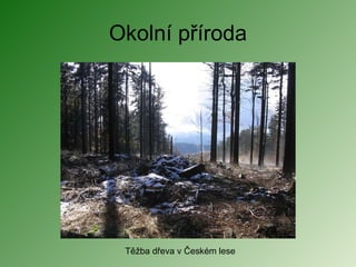 Okolní příroda Těžba dřeva v Českém lese 