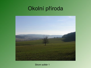 Okolní příroda Strom solitér 1 