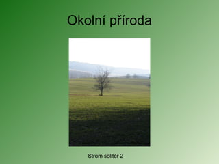 Okolní příroda Strom solitér 2 